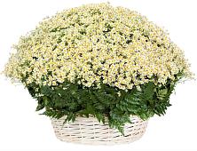 Цветочная композиция из Ромашки в корзине #REPLACE_PRED# Красный